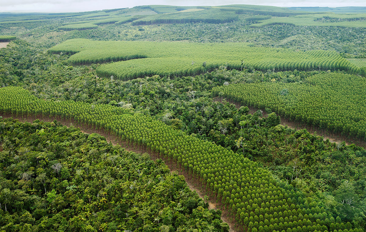 Mosaic-rainforest-plantation
