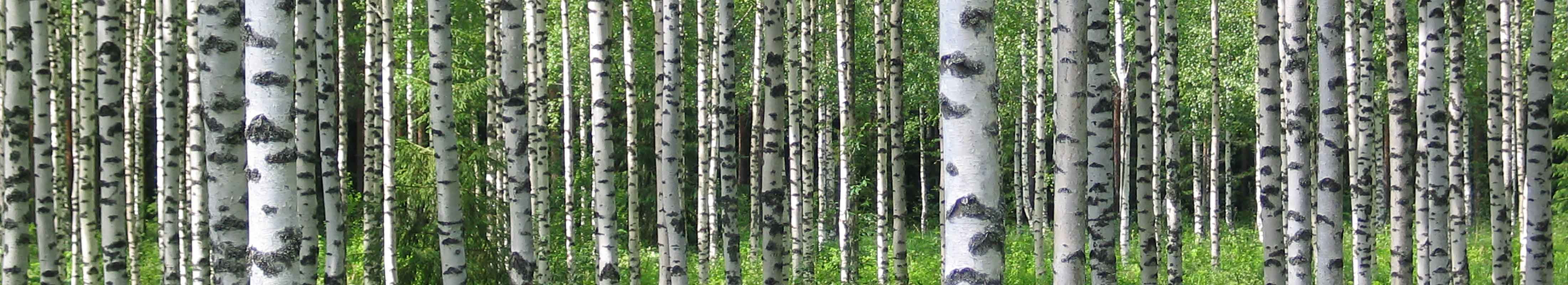 birches