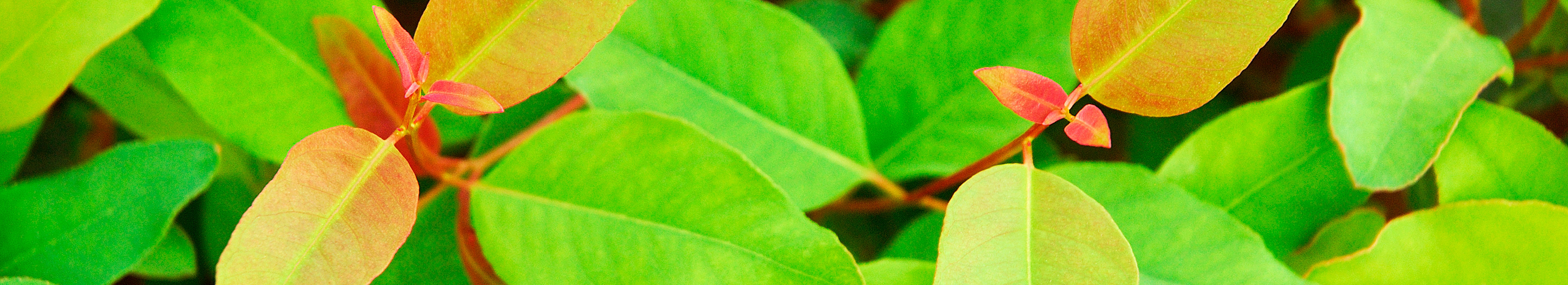 seedlings
