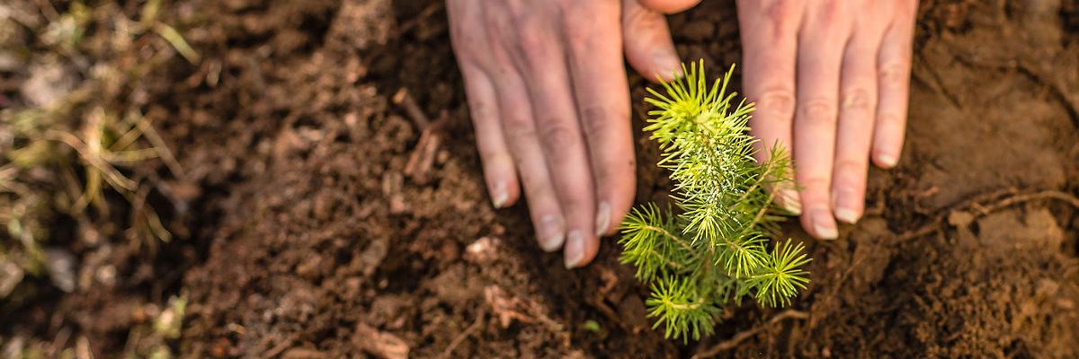 Hands cupped around a tree seedling.