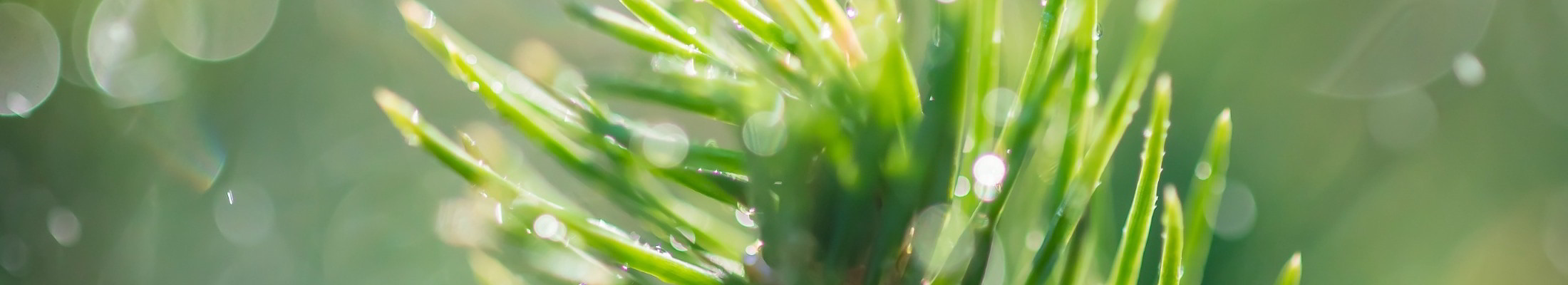 Tree close up