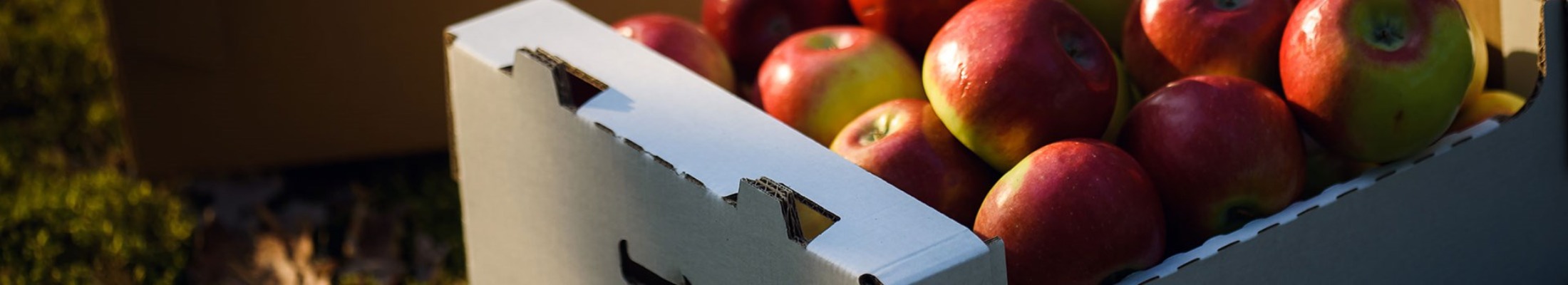 Apples in a box