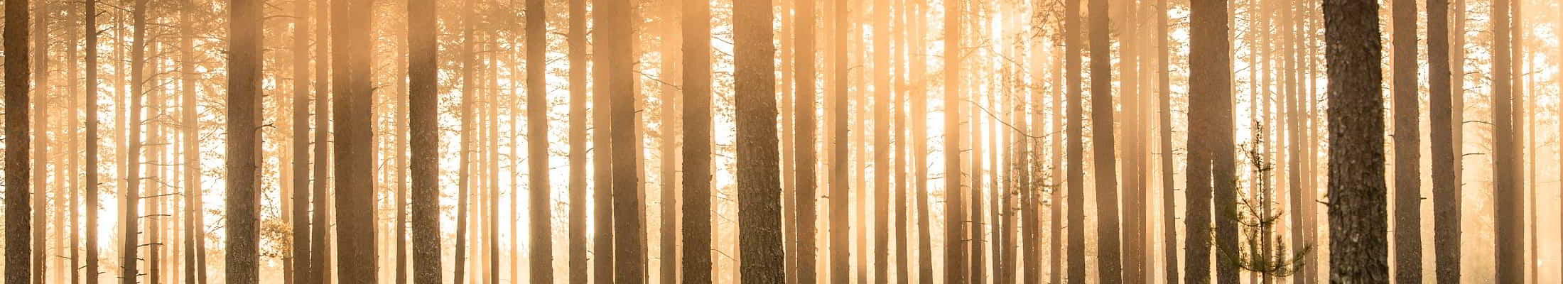 Trees in sunlight