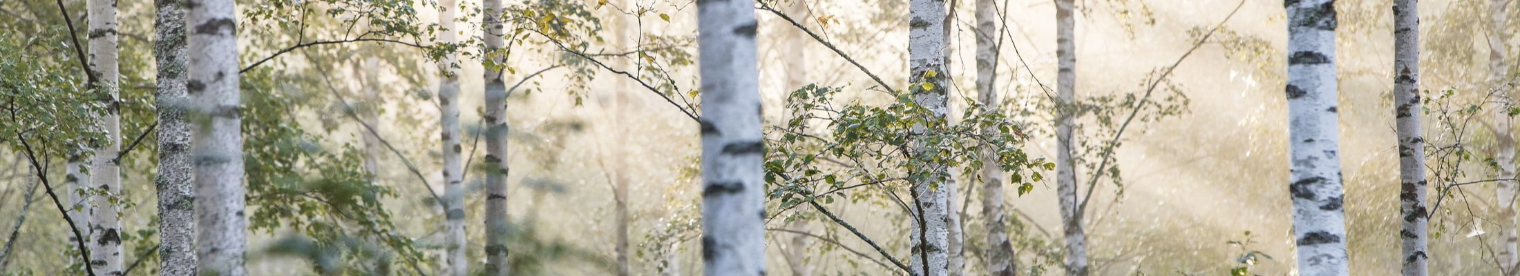 Birch