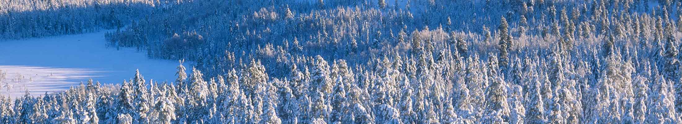 Winter forest