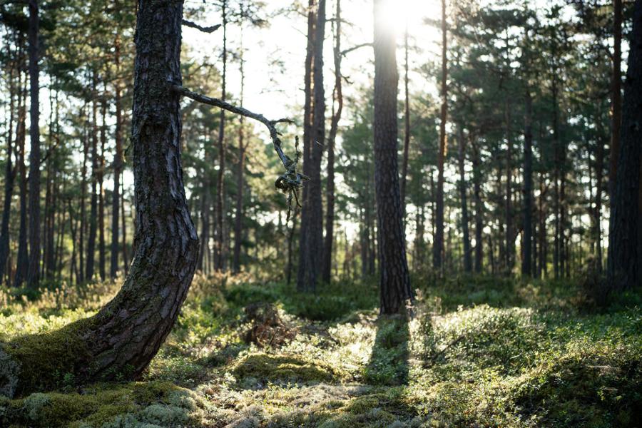 Forest floor
