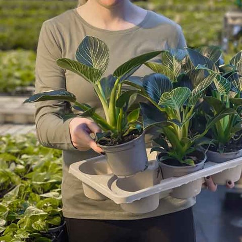 PureFiber Horti tray cuts CO2 emissions up to 80%