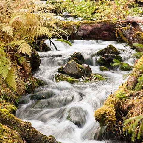 Stora Enso, Tornator and WWF launch cooperation for forest streams in Finland