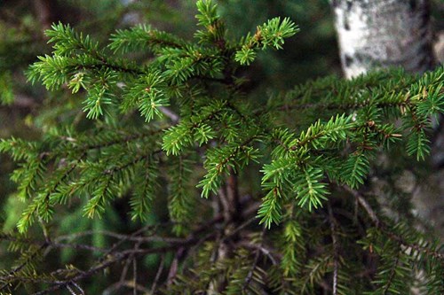 pino, materiales de base biológica