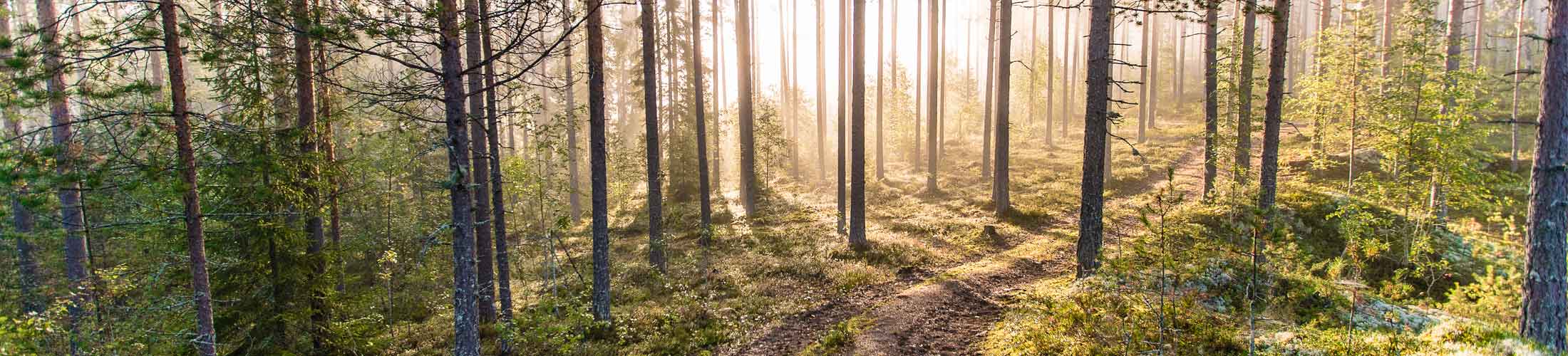 Photo of trees and sunlight