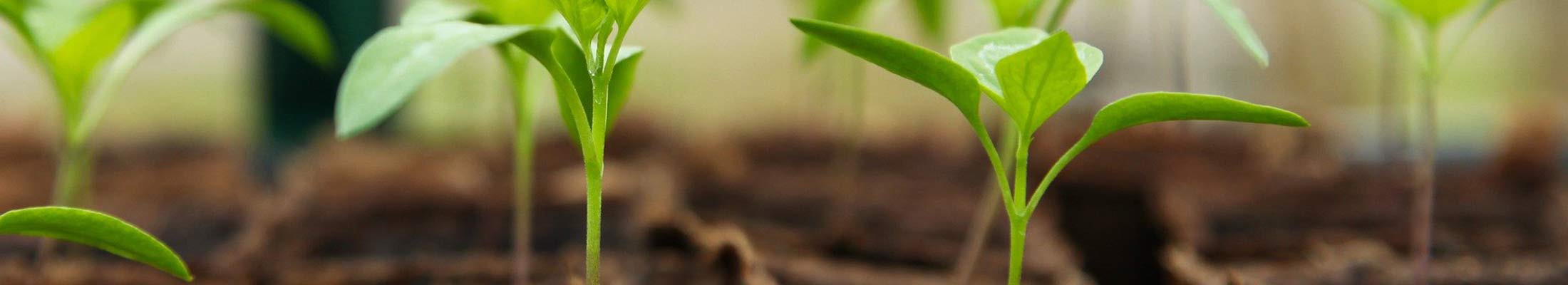 Seedlings
