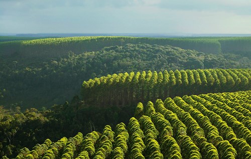 Tree plantations in Brazil