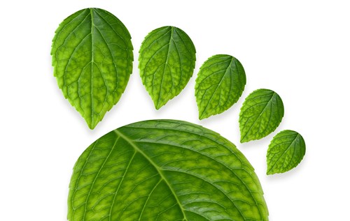 Carbon footprint shaped from leaves