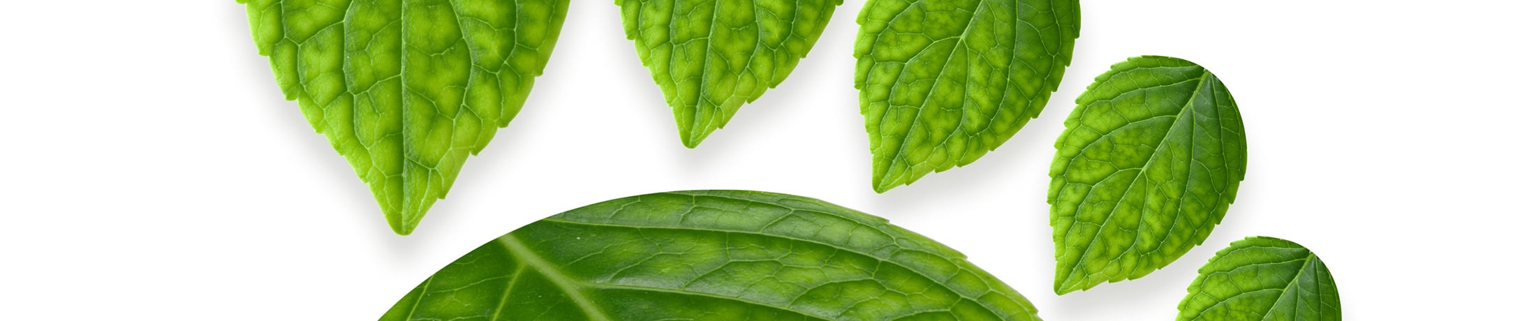 Carbon footprint shaped from leaves