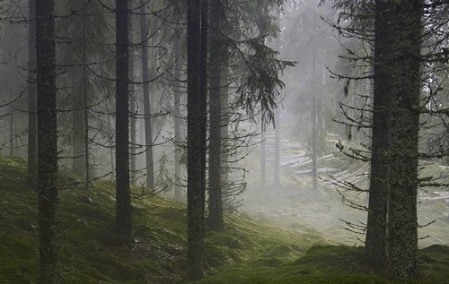Foggy forest