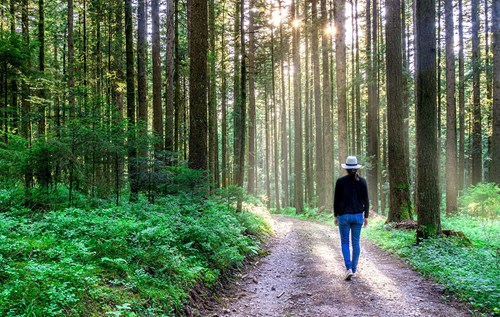 Forest walk