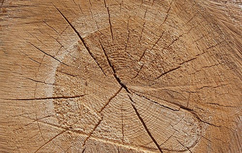 Growth rings on a tree
