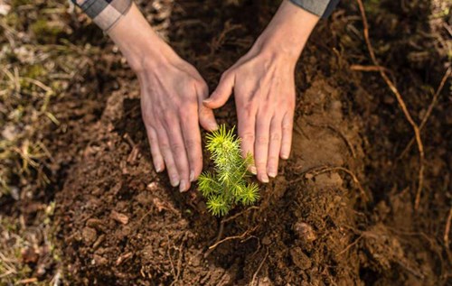 Hands around seedling