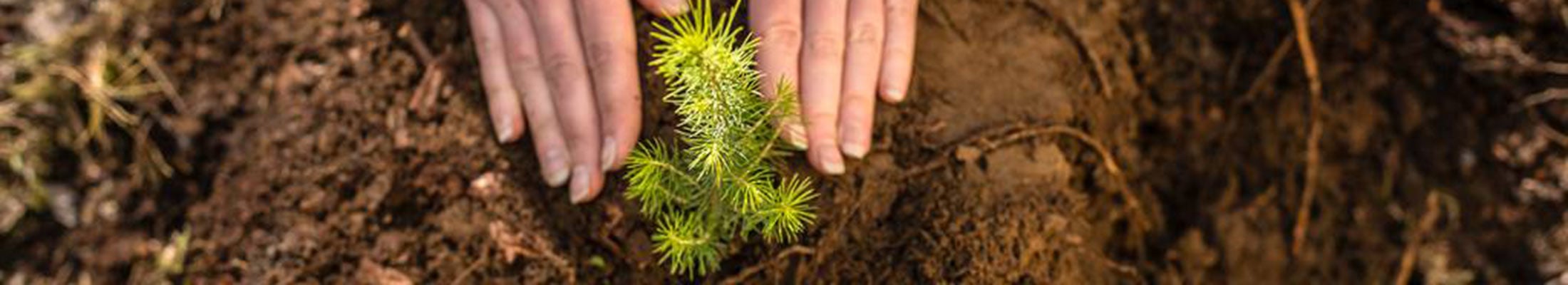 Hands around seedling
