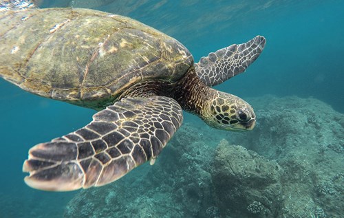 Sea turtle