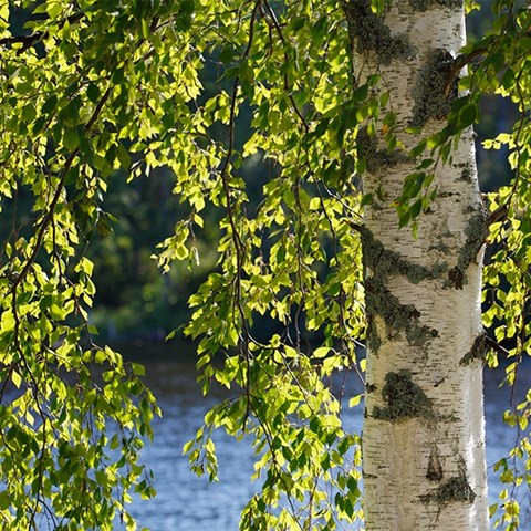 Q2 financial results published