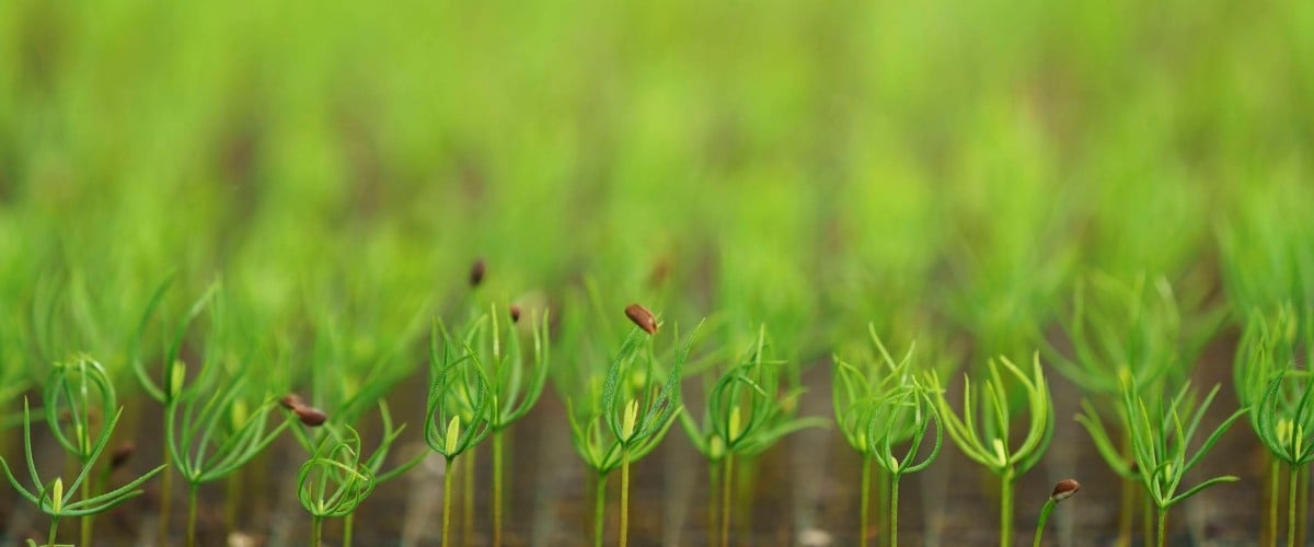 Pine seedlings