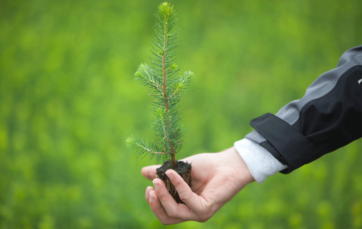 Shares And Shareholders Investors Stora Enso