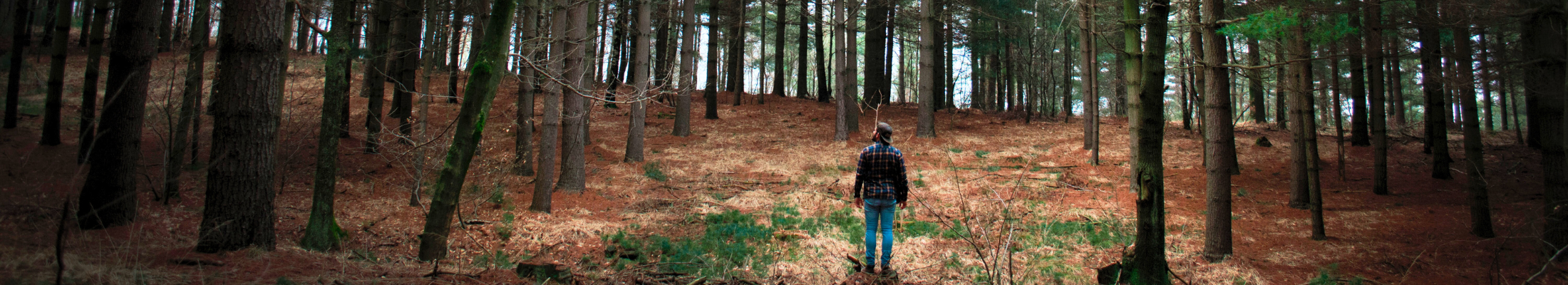 Man in the forest