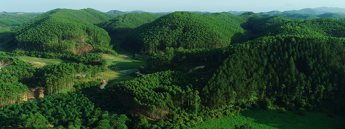 Guangxi plantation