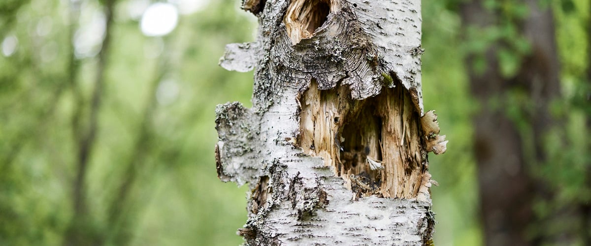 Nature value tree close-up