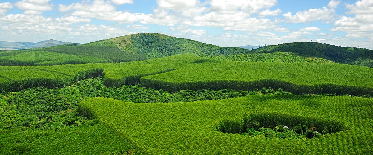 Plantations in Brazil are managed as a mosaic on for eucalyptus production and forest preservation