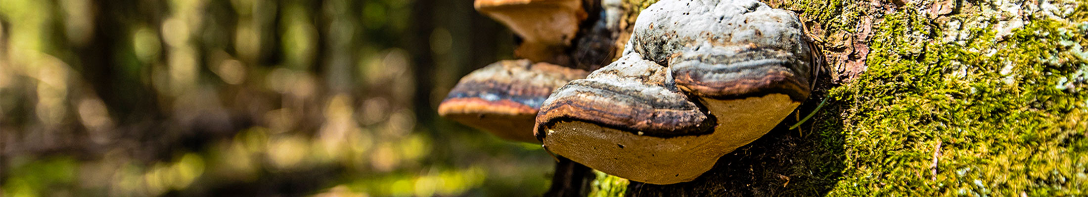 Biodiversity in northern forests