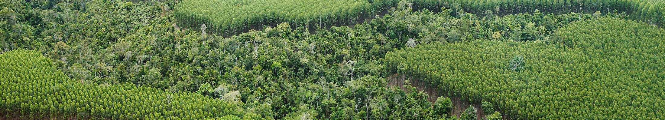 Veracel mosaic rainforest