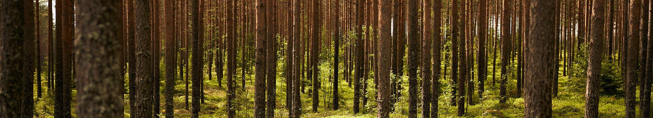 Forest Day