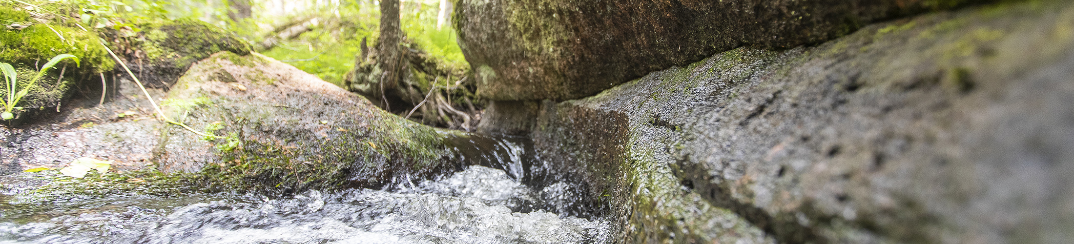 Forest stream