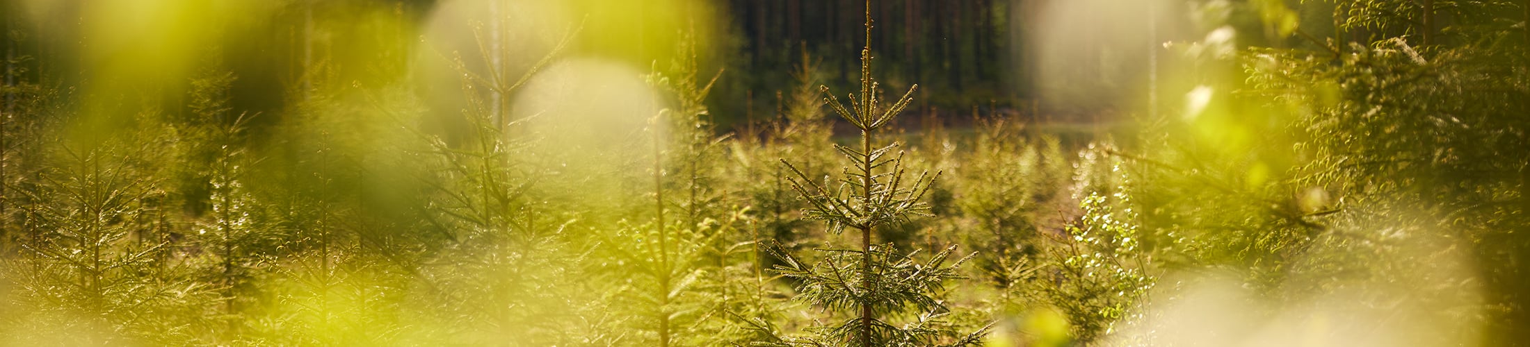 Spruce seedling stand