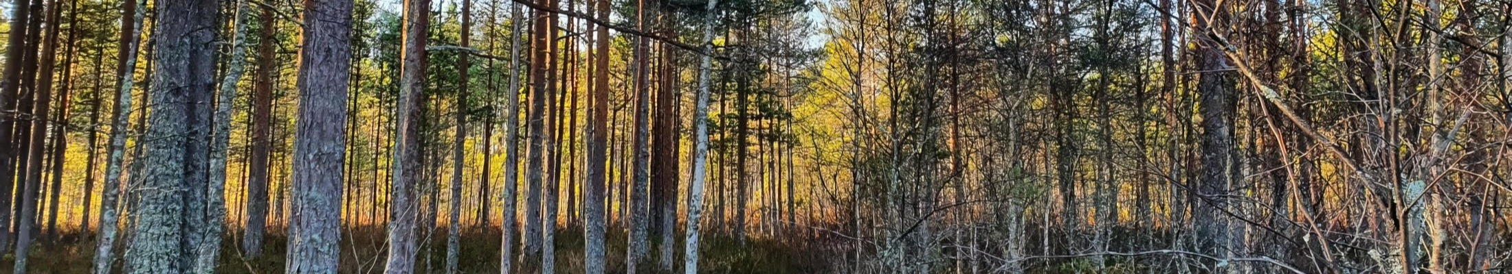 Wetland