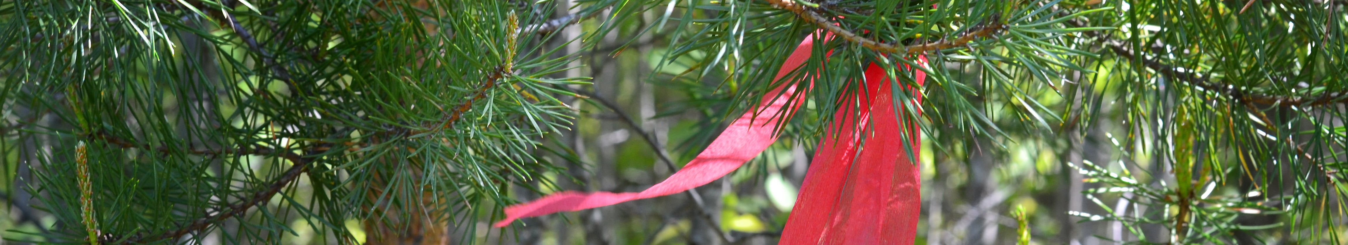 Red ribbon on a pine tree