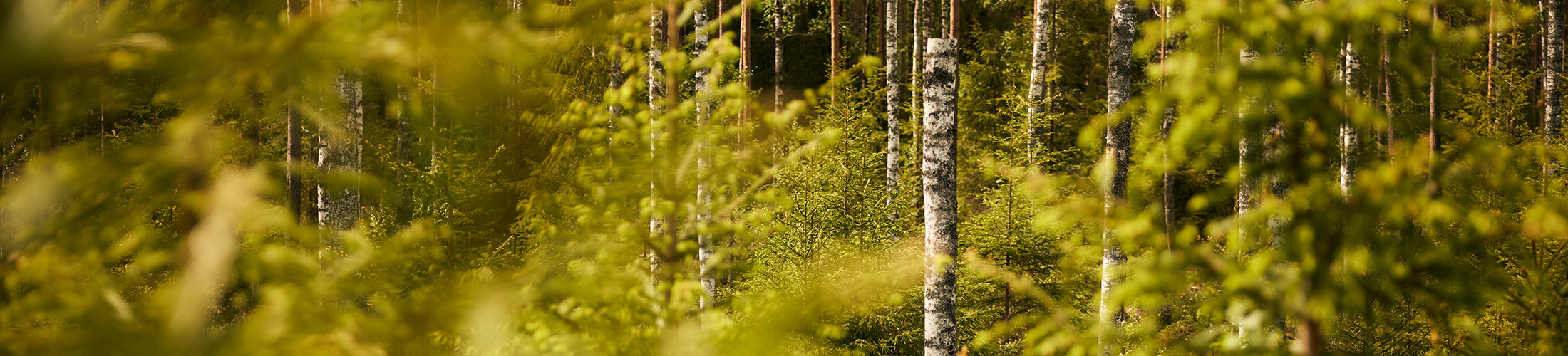 Birch high stump in a forest