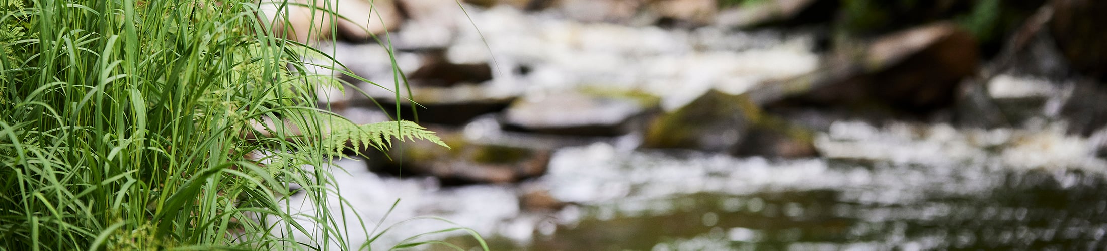Stream in a forest