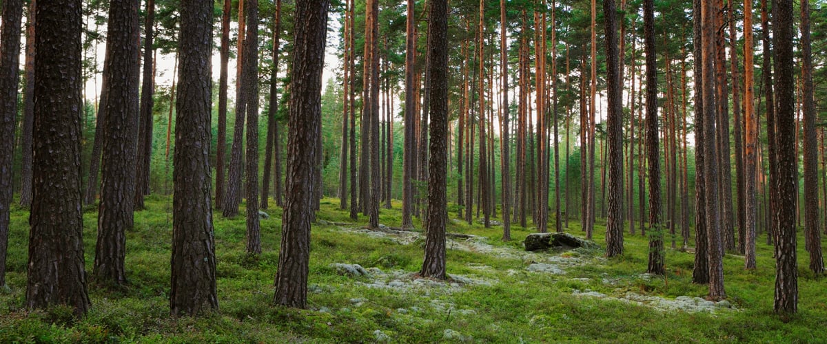 A forest with many trees