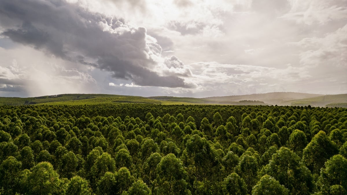 Forest and sky horizon