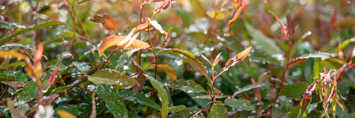 Close-up of eucalyptus plant