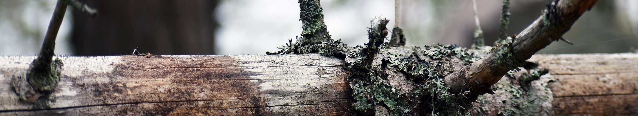 Fallen tree