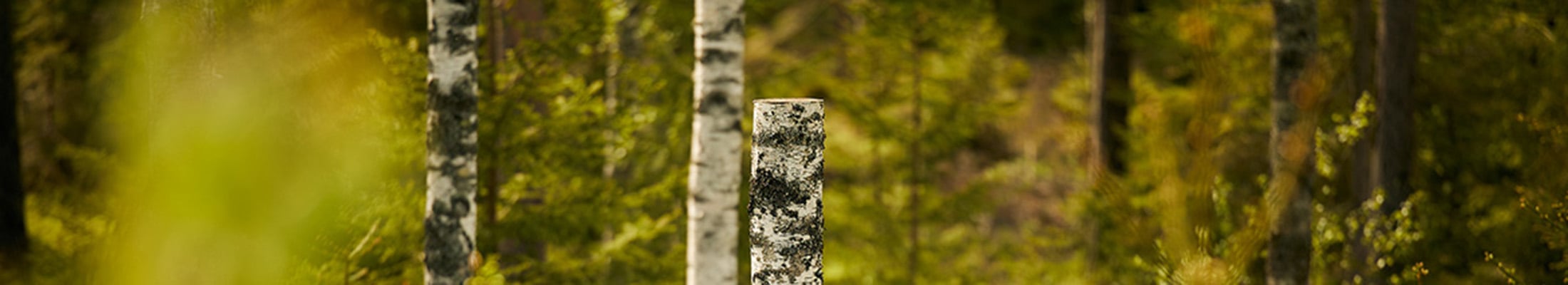 High stump in a forest