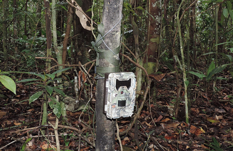 Camera trap on tree