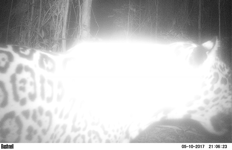 Jaguar caught on camera