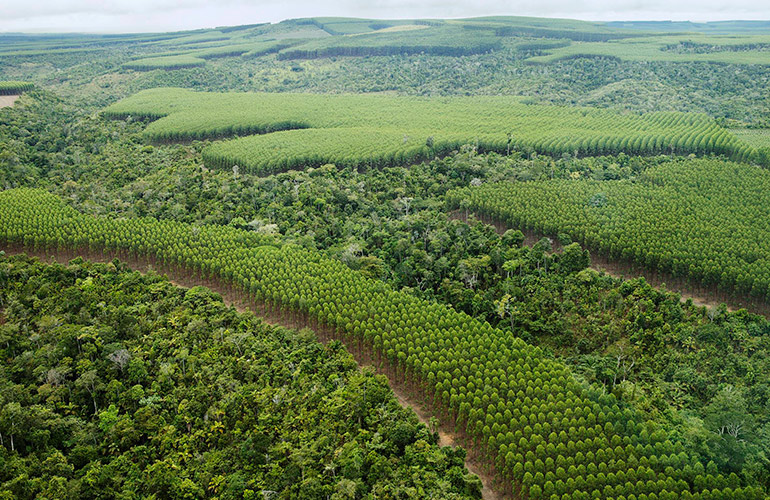 Ecological corridors at tree plantations in Brazil