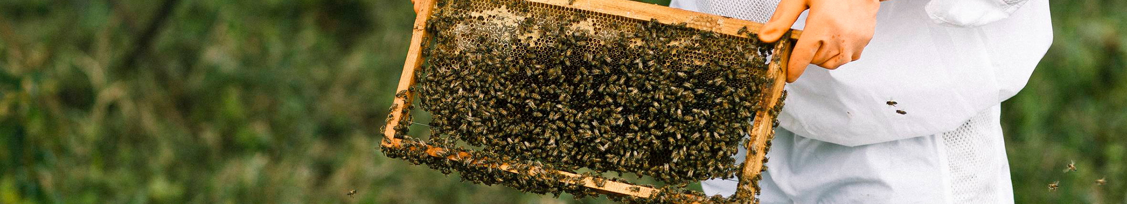 Beekeeper with open beehive