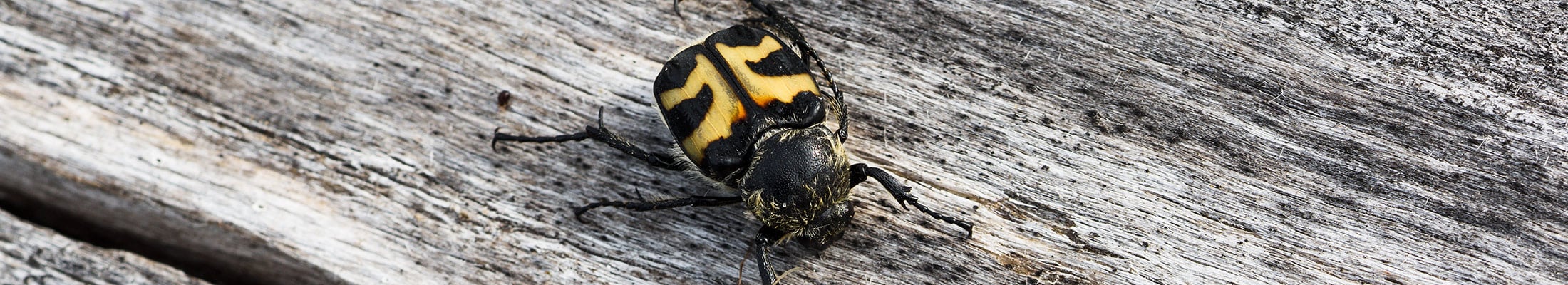 Beetle